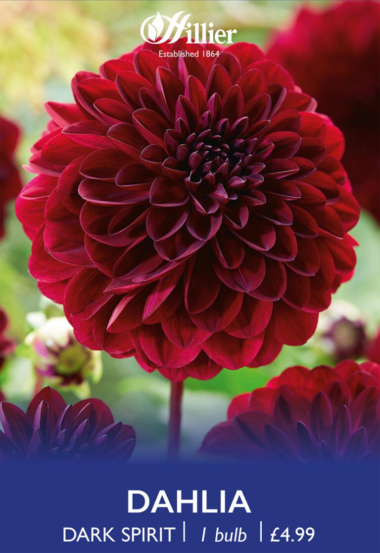 8718641970249 1 Dahlia Dark Spirit.jpg